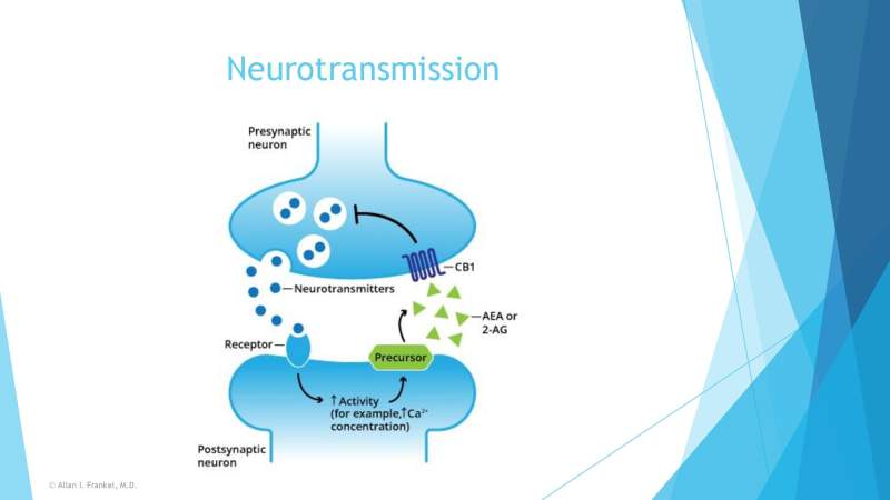 Cannabis Cancer Treatment Slide 9