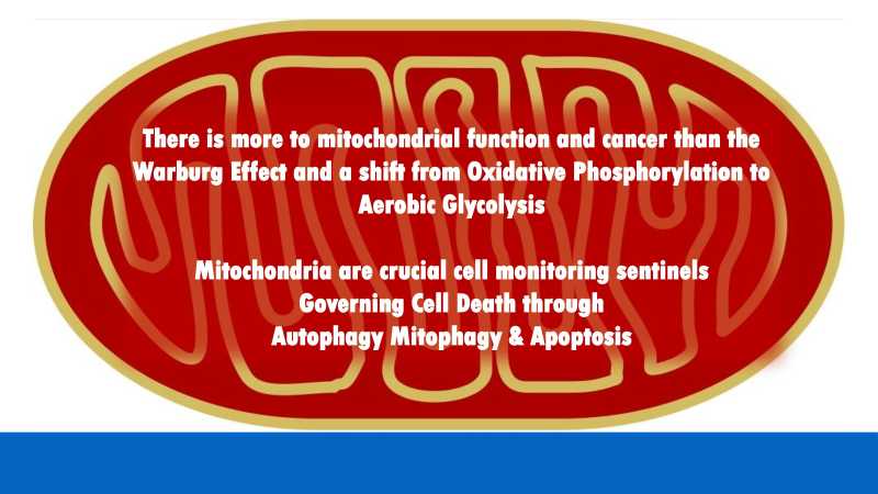 Care and Feeding of Mitochondria page 4