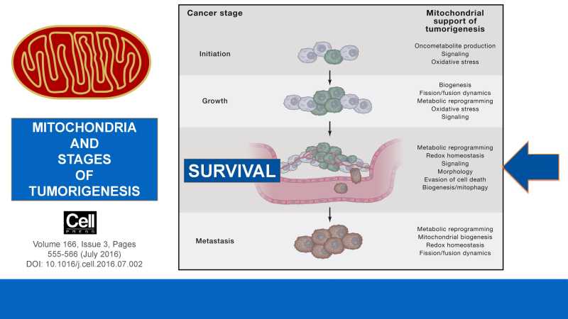 Care and Feeding of Mitochondria page 5