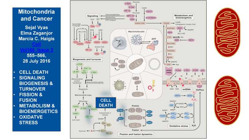 Care and Feeding of Mitochondria page 6