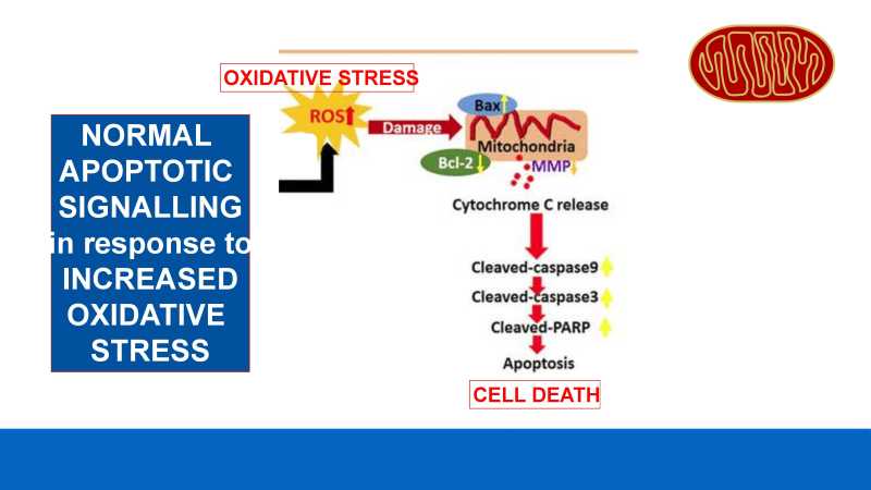 Care and Feeding of Mitochondria page 11