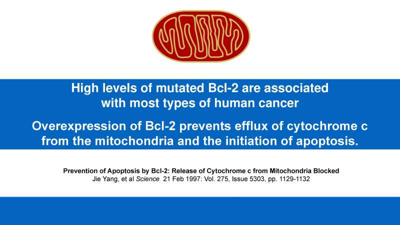 Care and Feeding of Mitochondria page 13