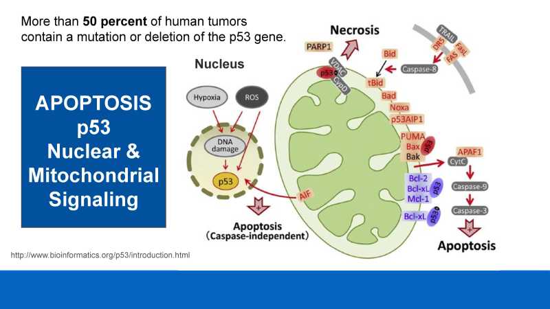 Care and Feeding of Mitochondria page 26