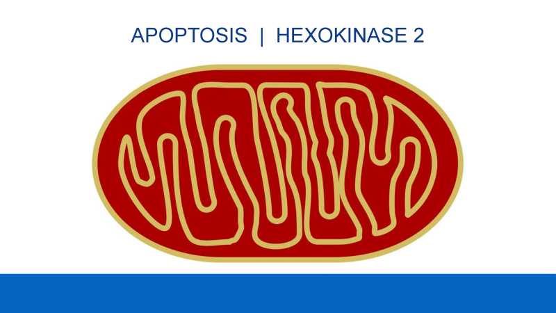 Care and Feeding of Mitochondria page 28