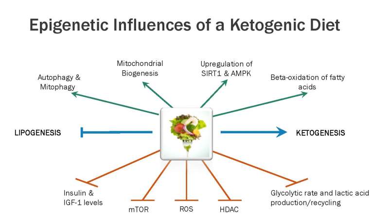 Simple Keto Presentation Slide 14