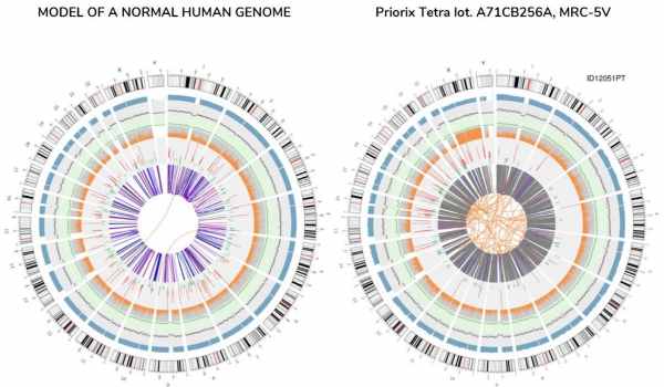 model of a normal human genome